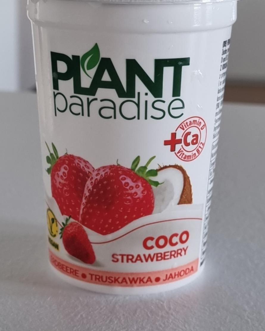 Fotografie - Coco Strawberry Plant paradise