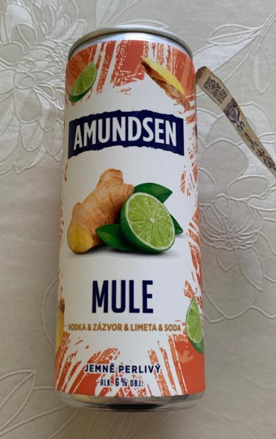 Fotografie - Mule Amundsen