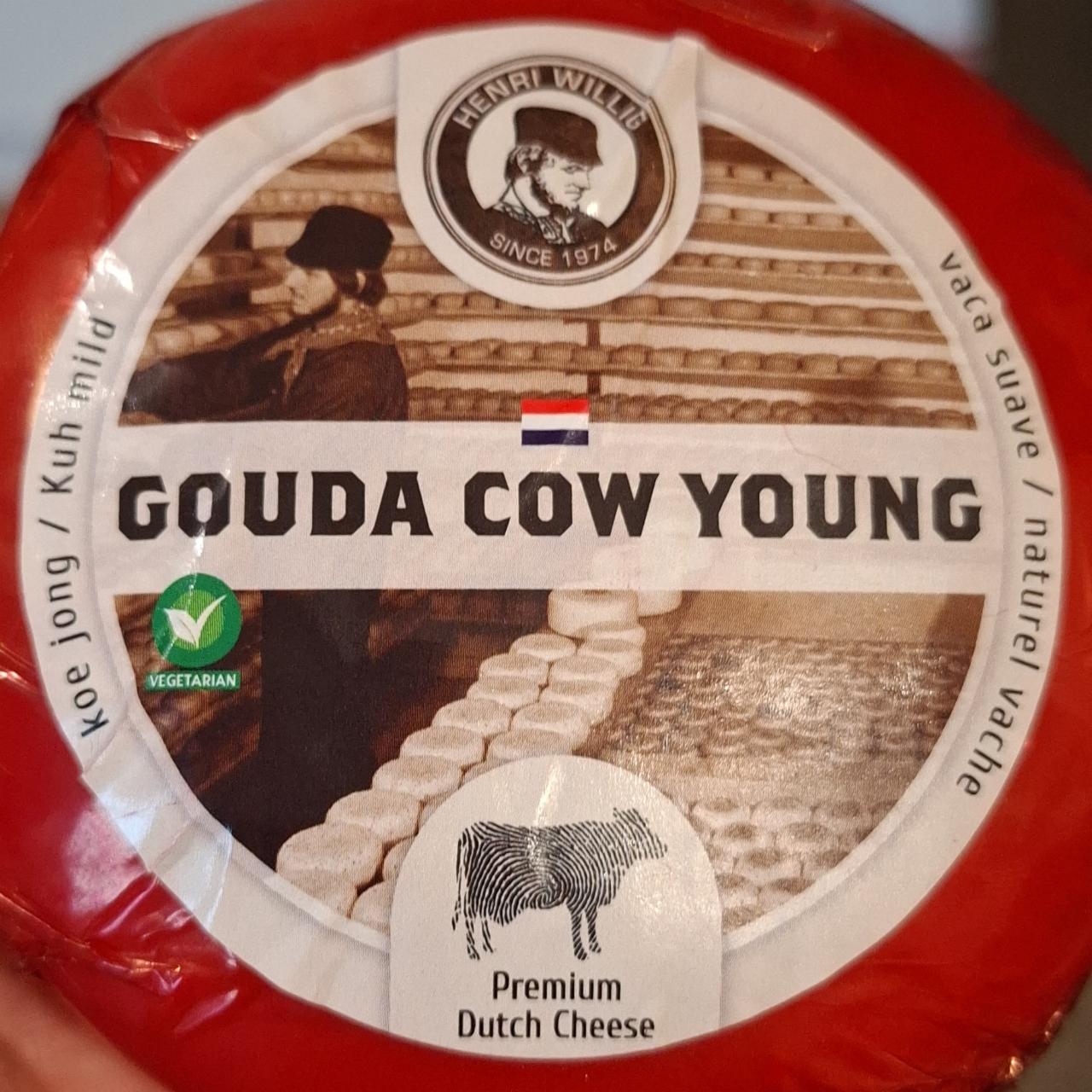 Fotografie - Gouda Cow Young Henri Willig